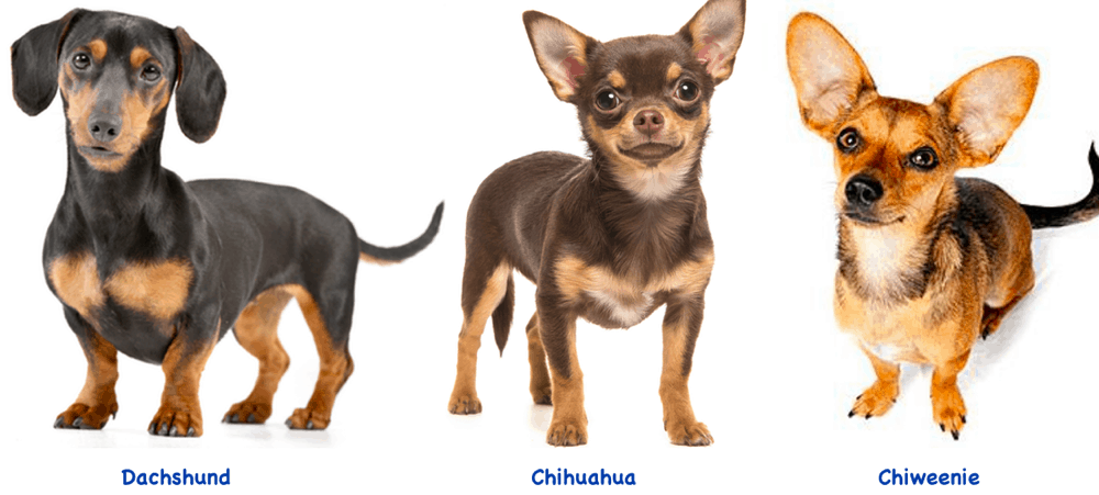 Chiweenie - Chihuahua Dachshund Mix