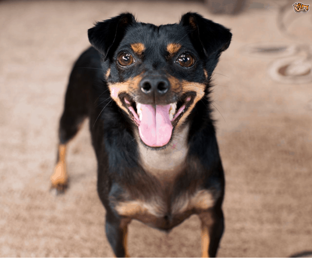 Chiweenie