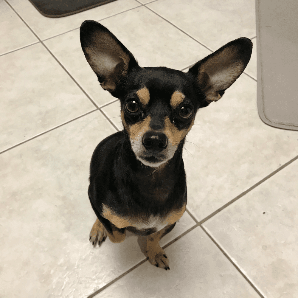 Chiweenie Temperament
