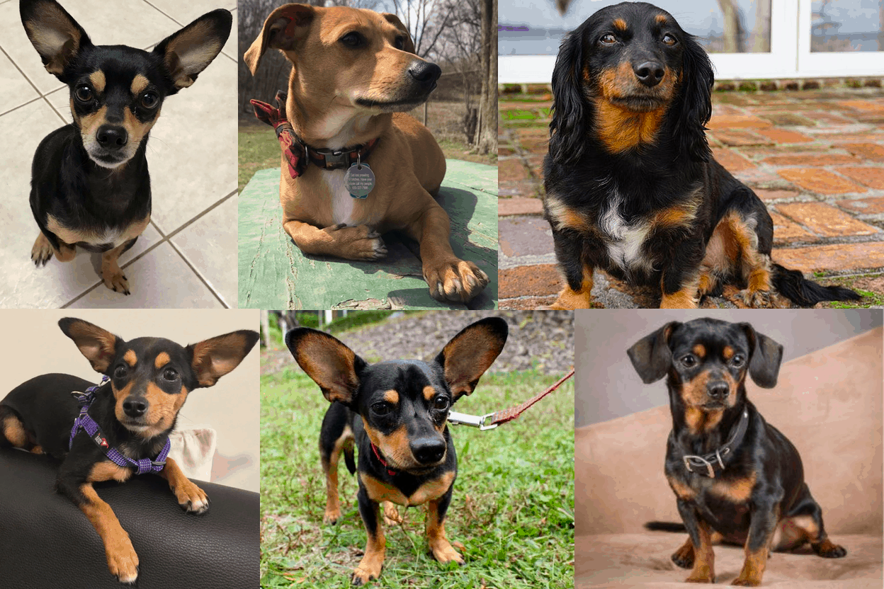 Chiweenie