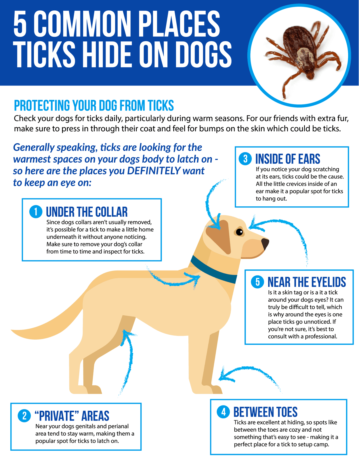 Common Places Ticks Hide on Your Dachshund