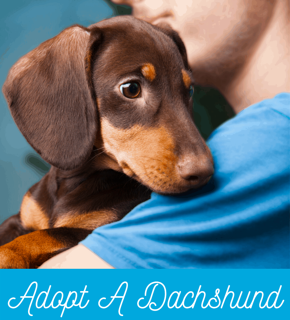 Dachshund Adoption Guide