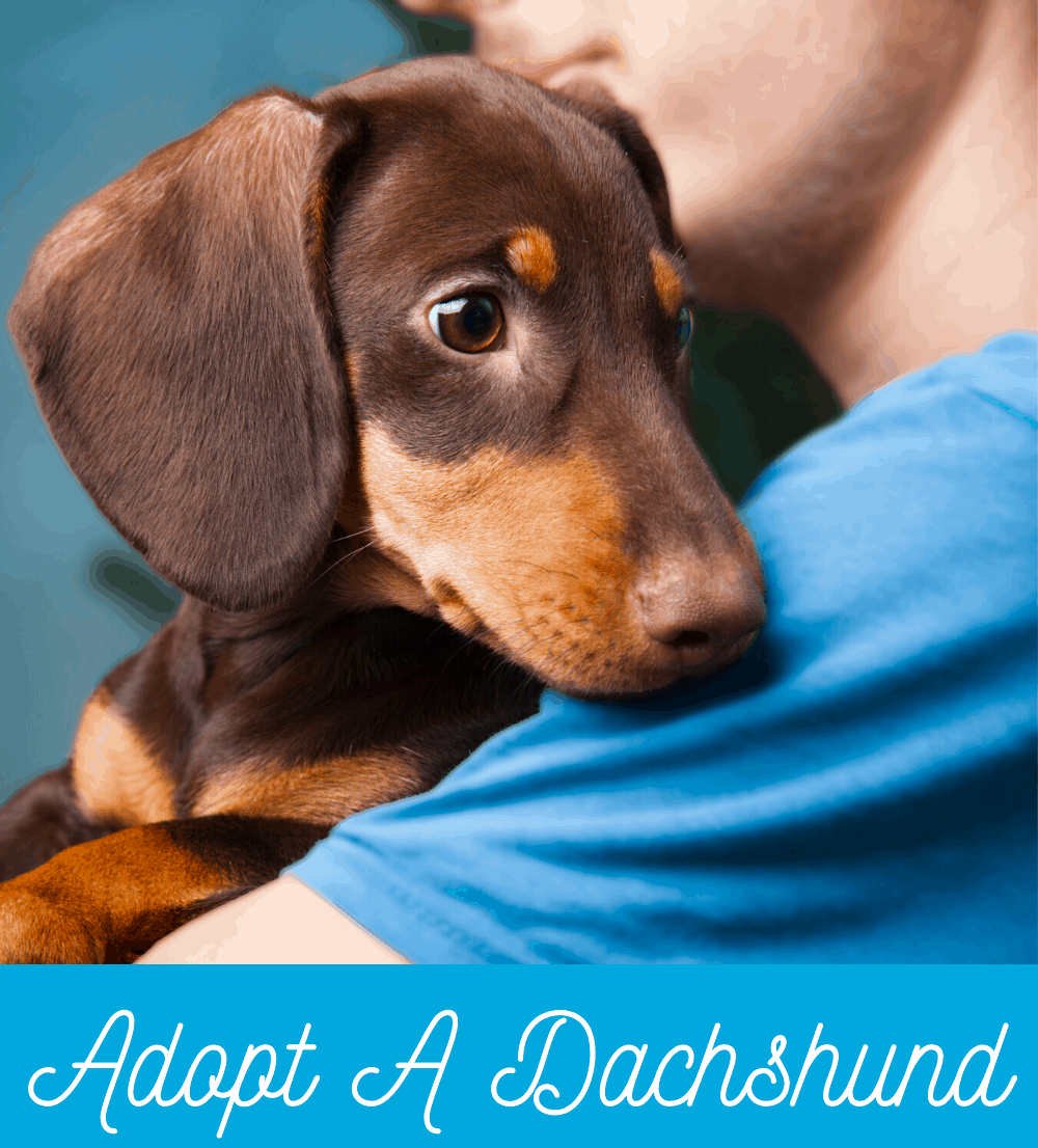 Dachshund For Sale Mn Mini Dachshund For Sale Mn