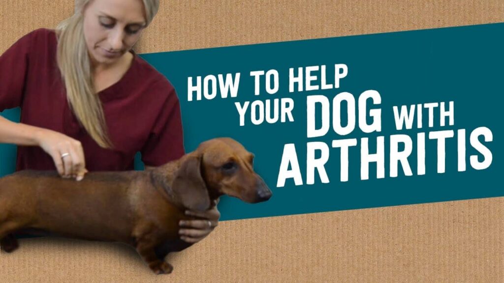 Dachshund Arthritis