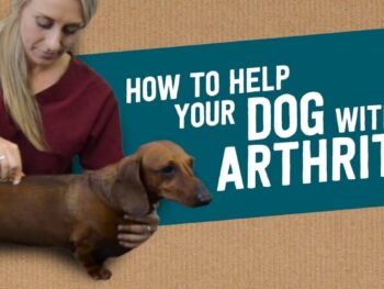 Dachshund Arthritis