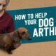 Dachshund Arthritis