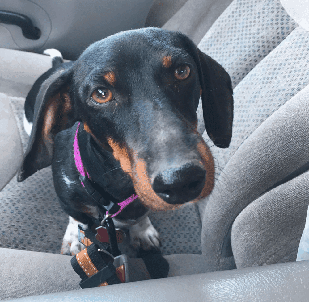 Dachshund Car Sickness