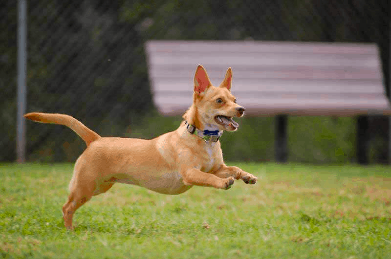 How much exercise does a Chiweenie need?