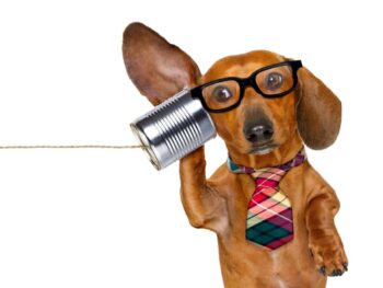 Dachshund Communication