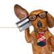 Dachshund Communication