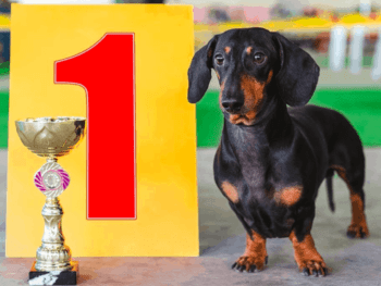 Dachshund Dog Shows