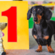 Dachshund Dog Shows