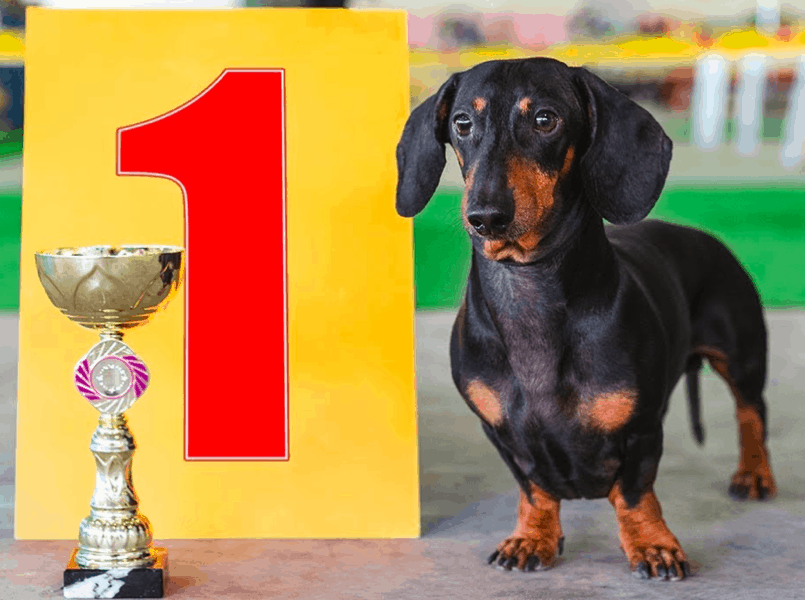 Dachshund Dog Shows