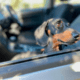 Dachshund Motion Sickness