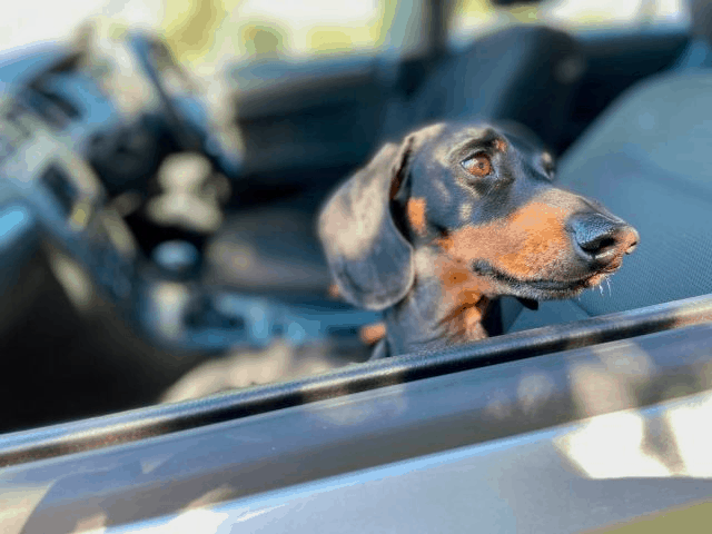 Dachshund Motion Sickness