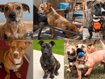 Dachshund Pitbull Mix