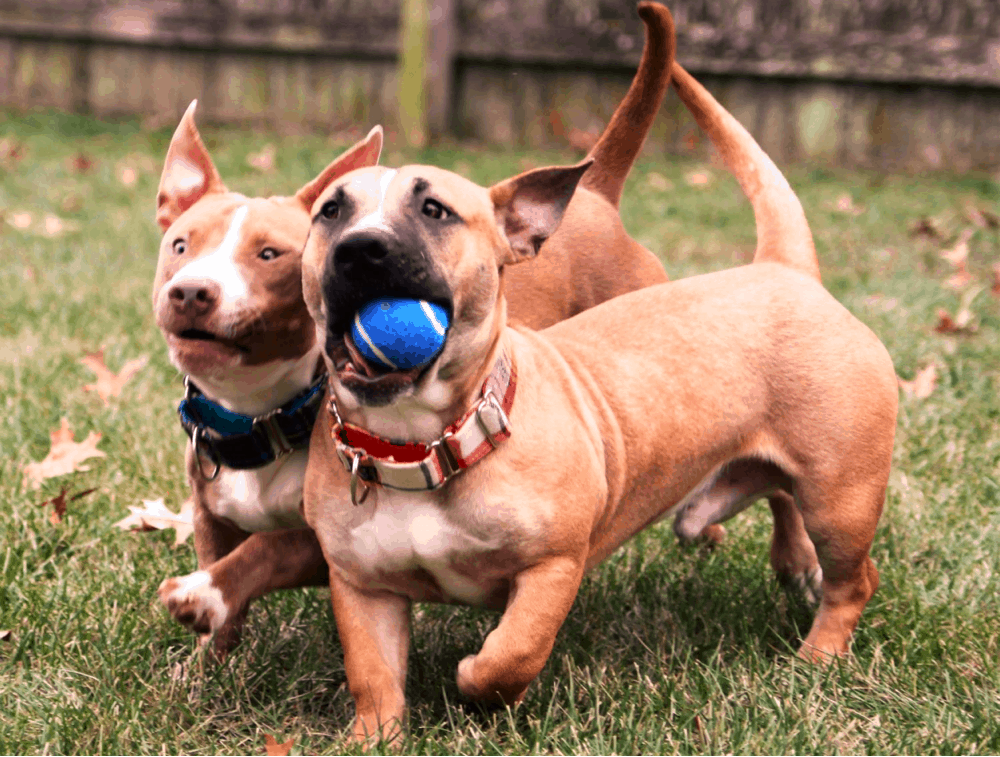 How much exercise does a dachshund pitbull mix need?