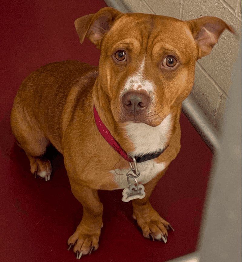 Dachshund Pitbull Mix Full Grown