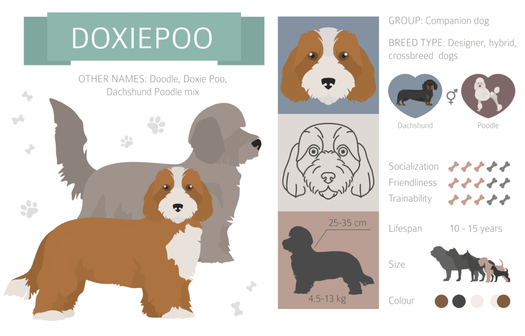 Dachshund Poodle Mix