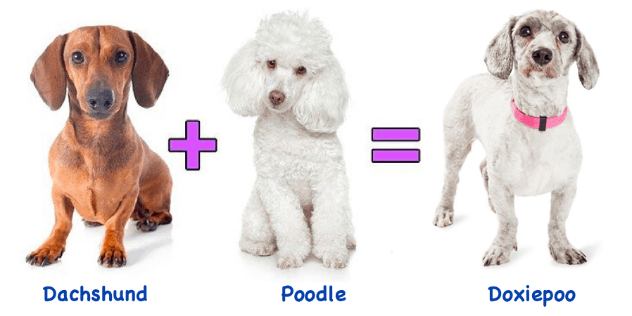 Dachshund Poodle Mix Dog