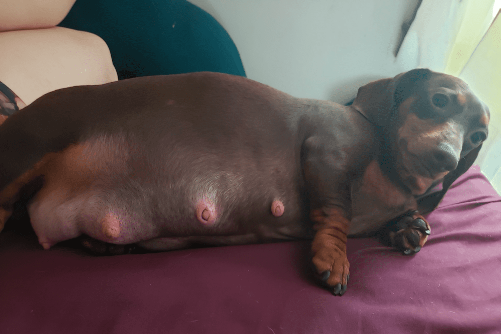 Dachshund Pregnancy Stages