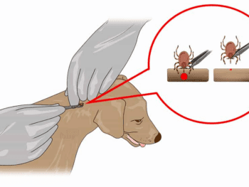 Dachshund Tick Removal