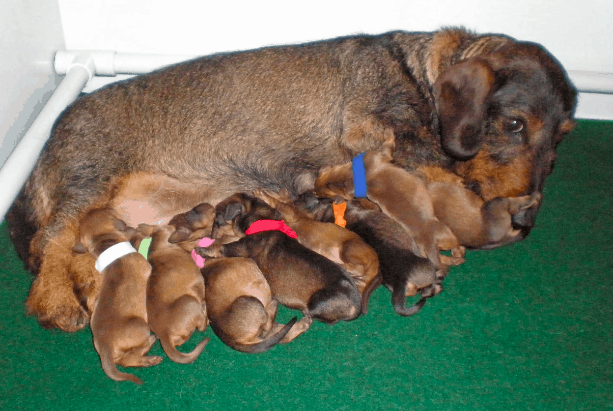 How Many Puppies Do Wire-haired Dachshunds Have?