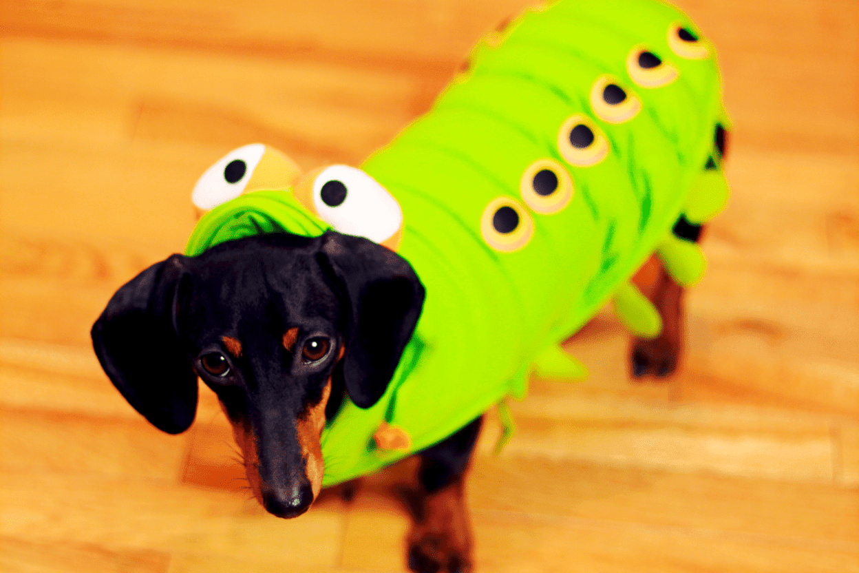 Dachshund Worms