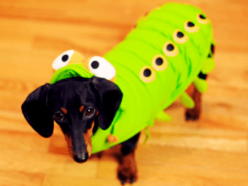 Dachshund Worms