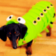 Dachshund Worms