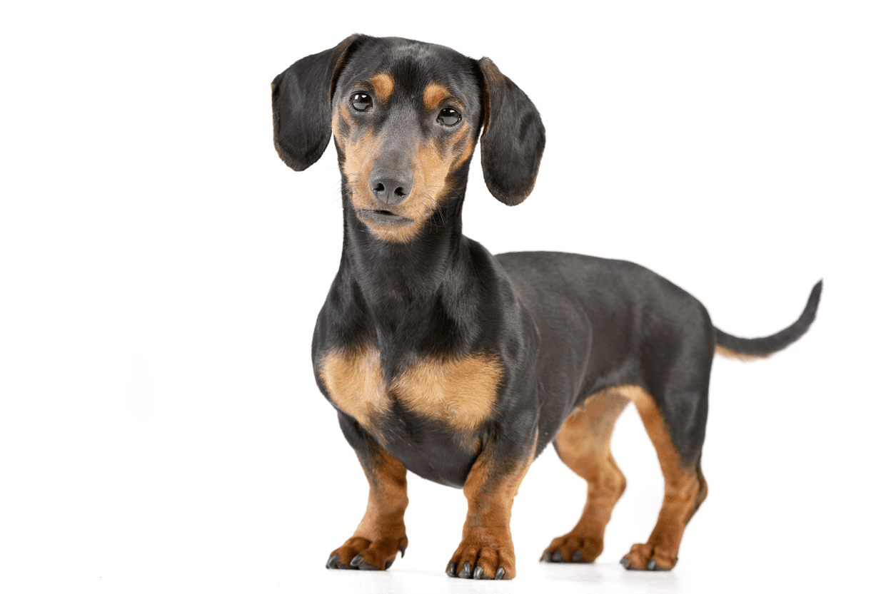 Dachshund breed