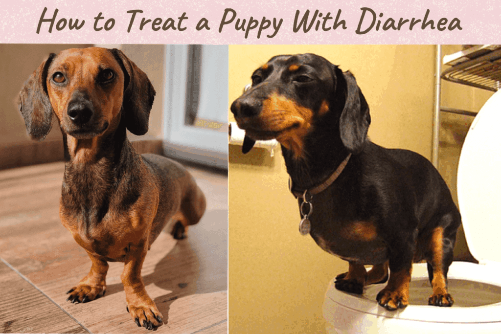 Dachshunds with Diarrhea