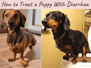Dachshunds with Diarrhea