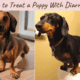 Dachshunds with Diarrhea