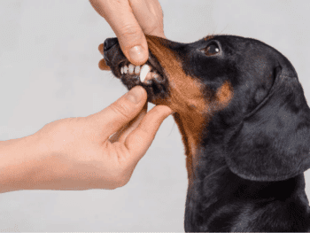Dental Care Dachshunds