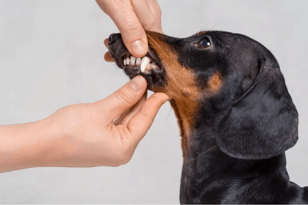 Dental Care Dachshunds