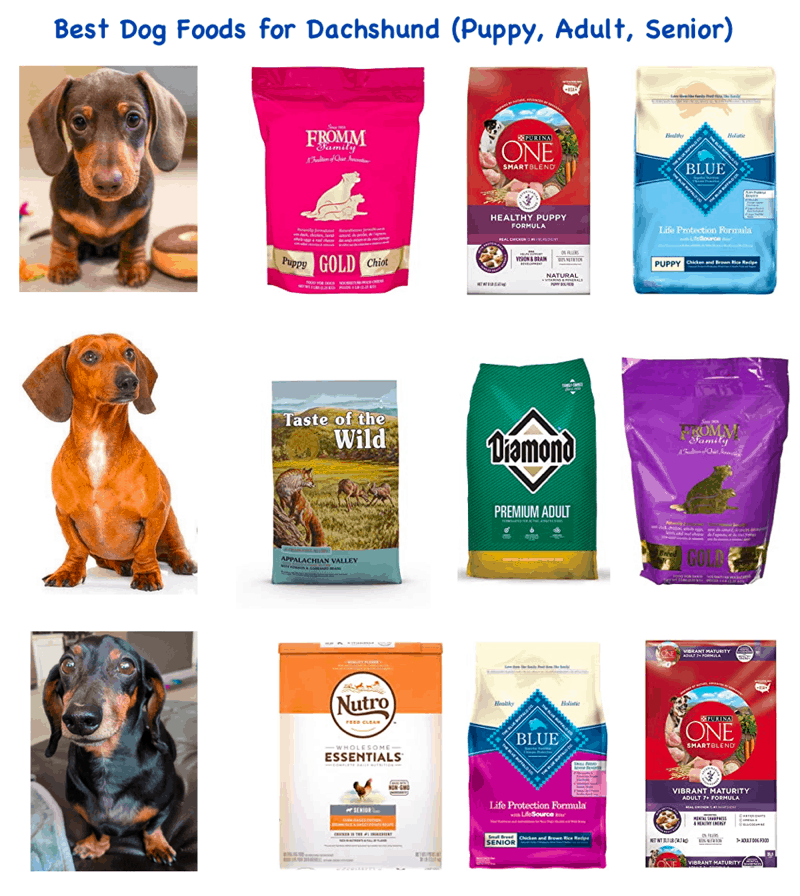 Top 7 Essential Accessories for New Dachshund