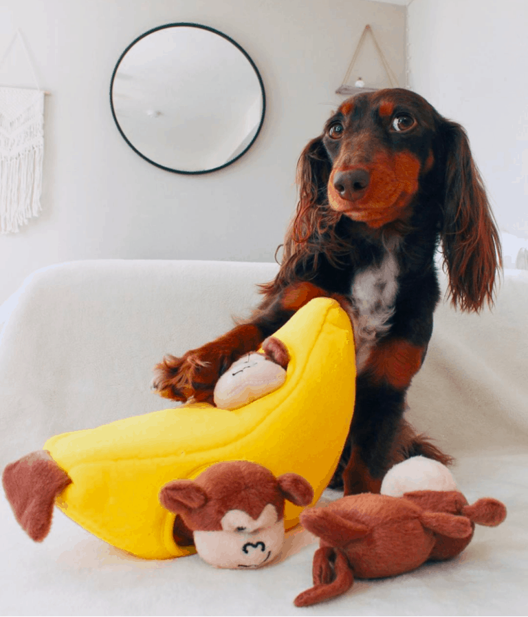 Top 7 Essential Accessories for New Dachshund