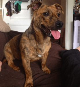 doxie pit mix doxie pit mix