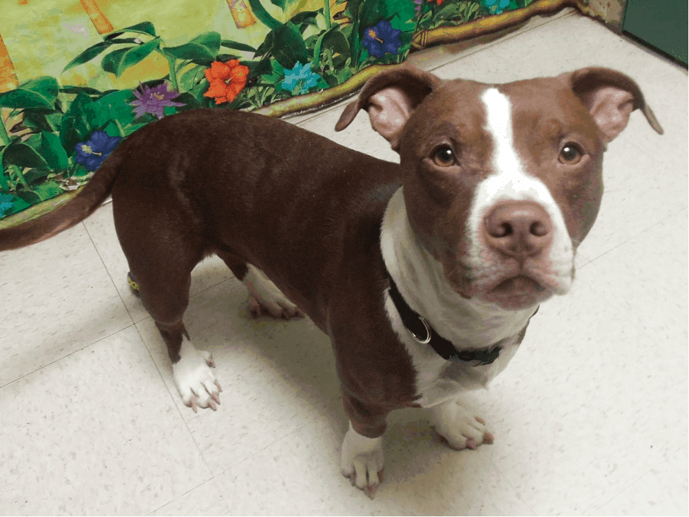 Doxie Pit Appearance