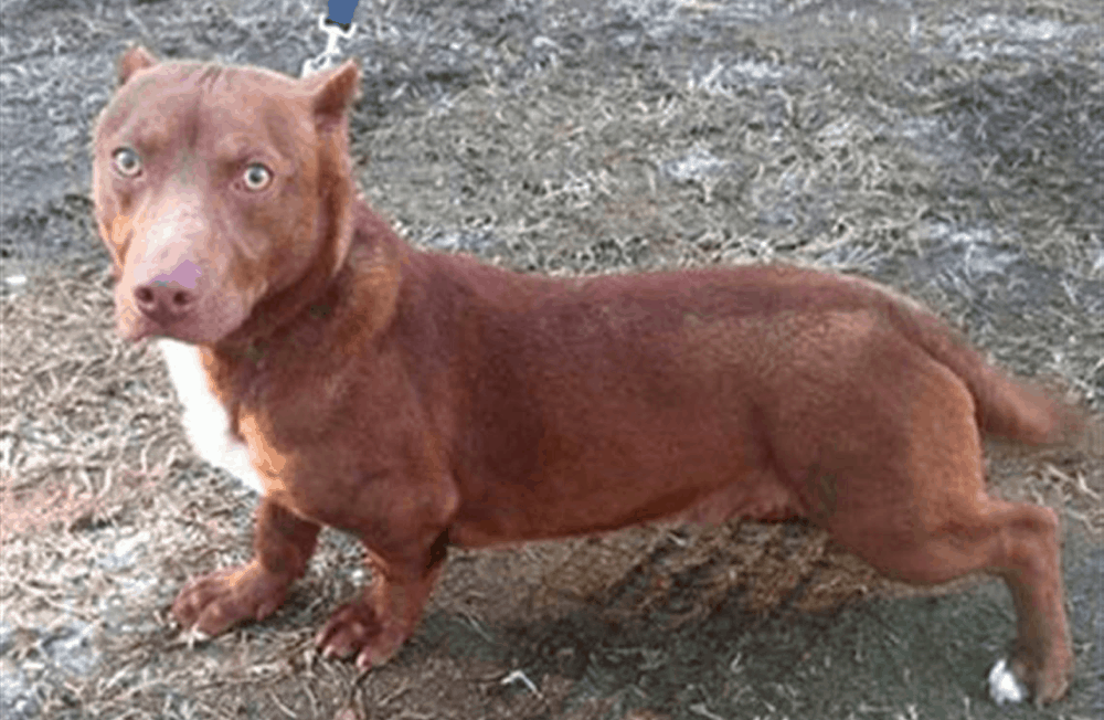 Doxie Pit