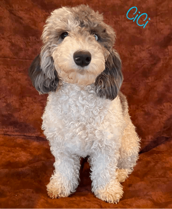 Doxiepoo Full Grown