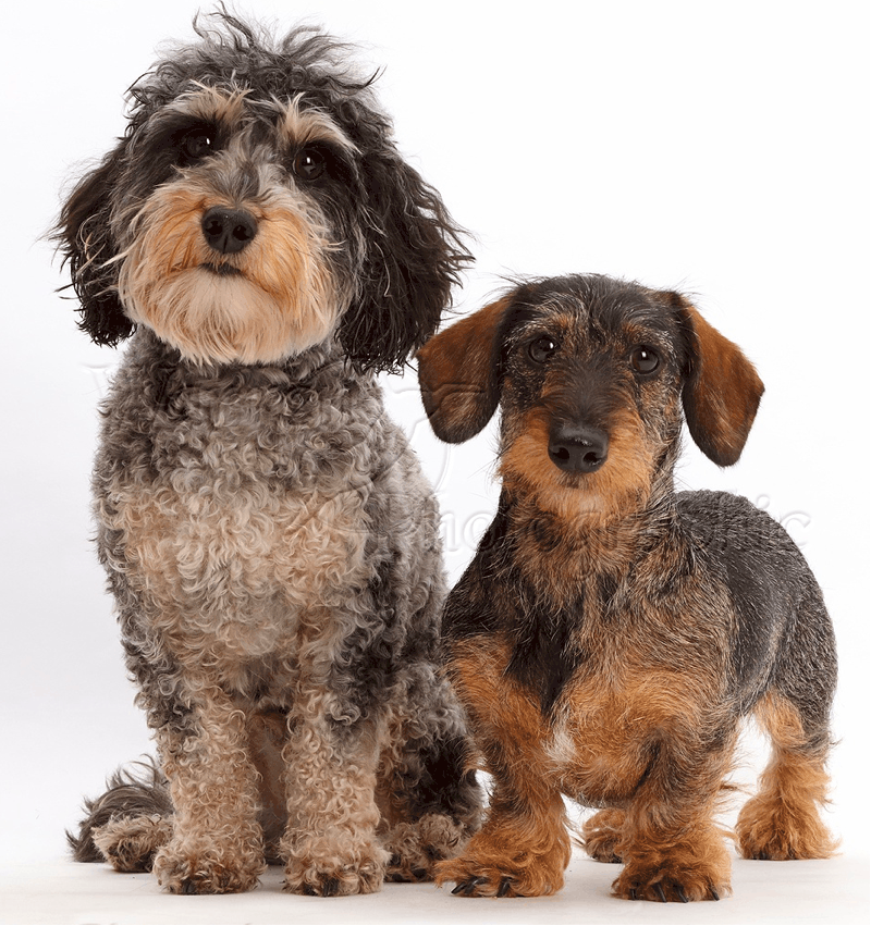 Doxiepoo and Wire-haired dachshund
