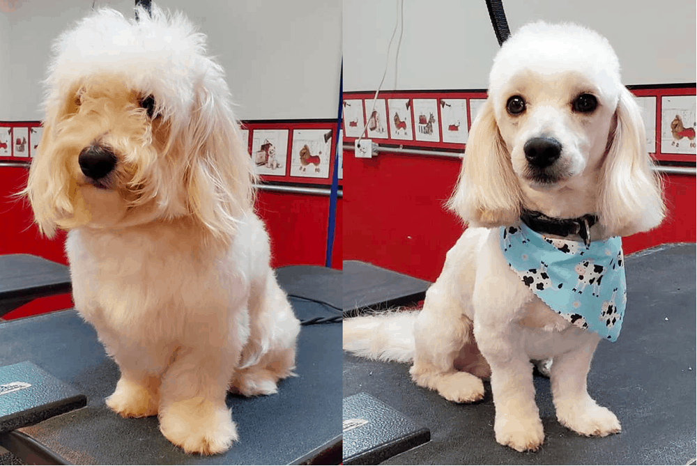 Grooming Your Doxiepoo