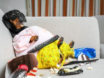 Healthy Dog Food for Dachshund
