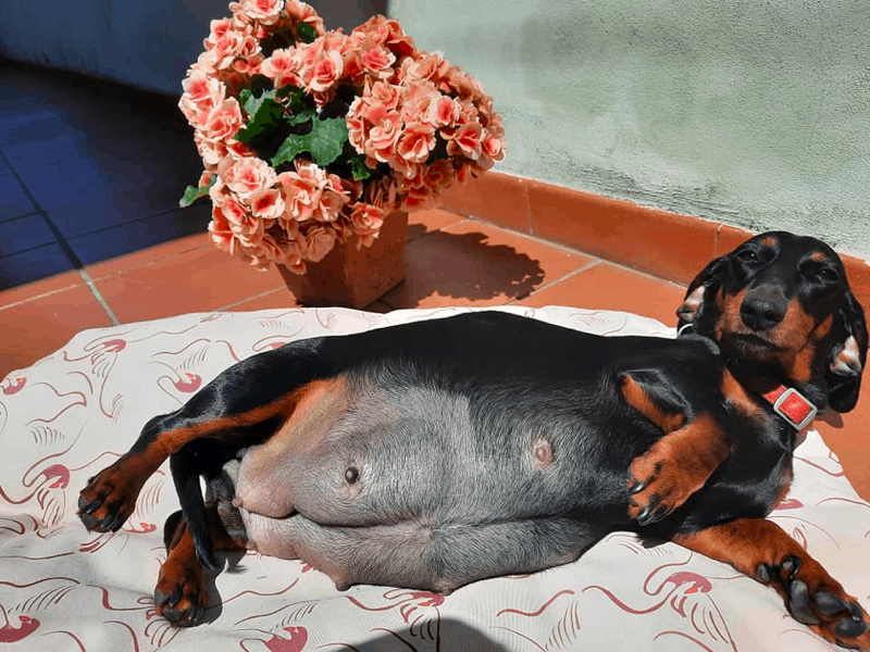 How Long Is A Dachshund Pregnant For?
