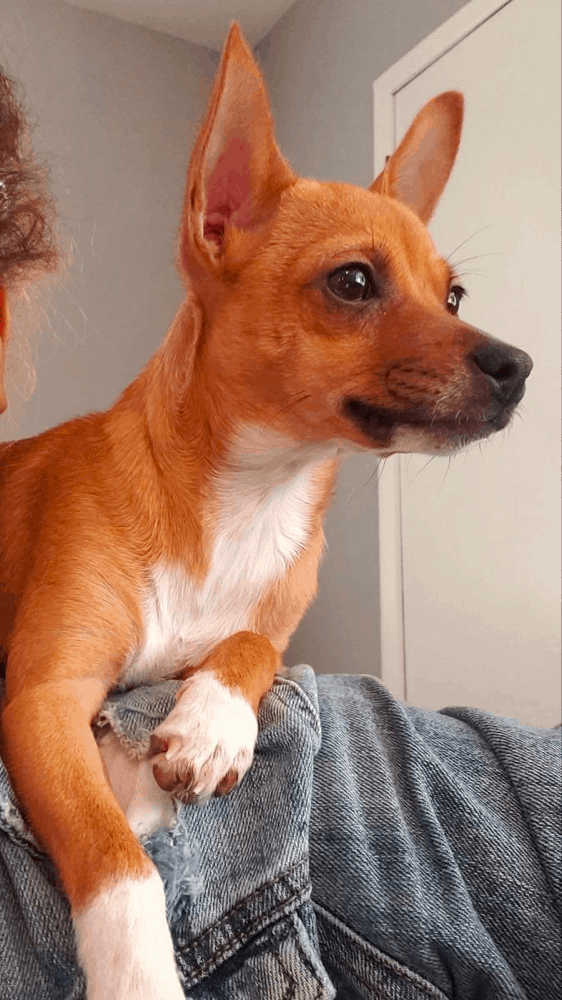 My Chiweenie