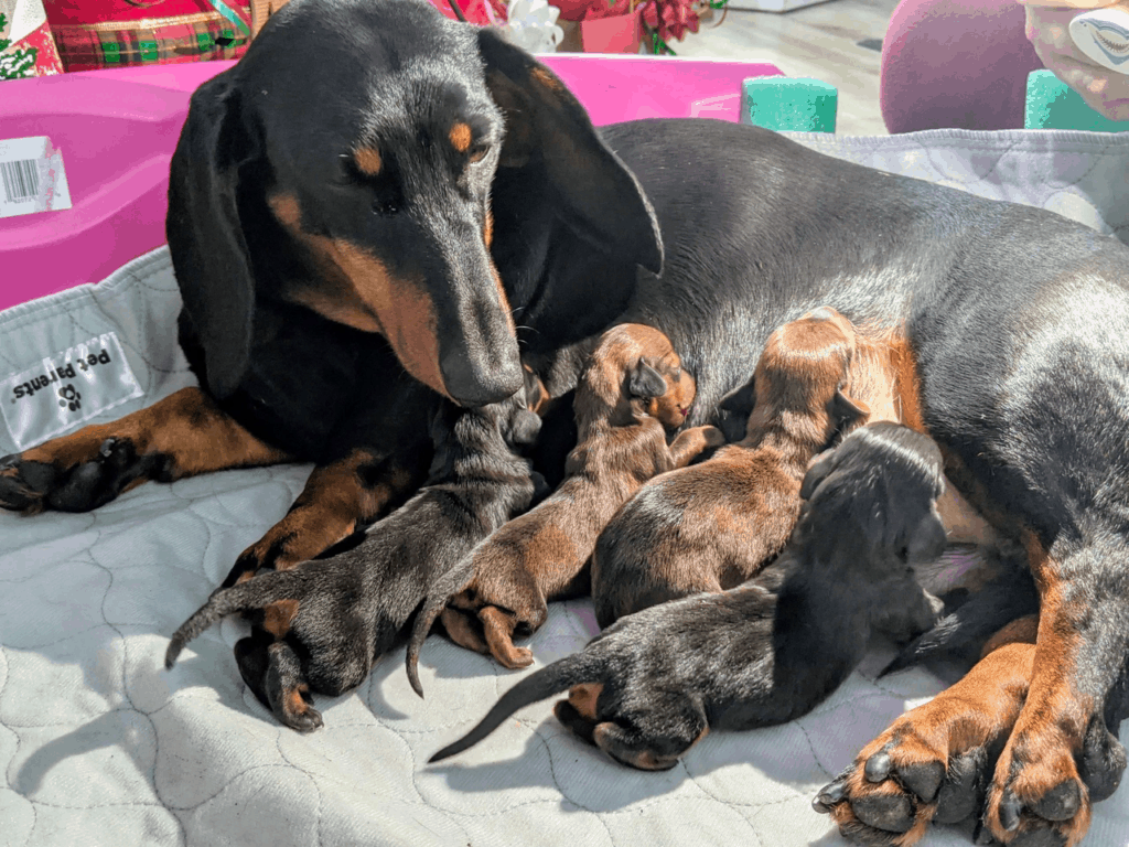 How to Find A Reputable Dachshund Breeder