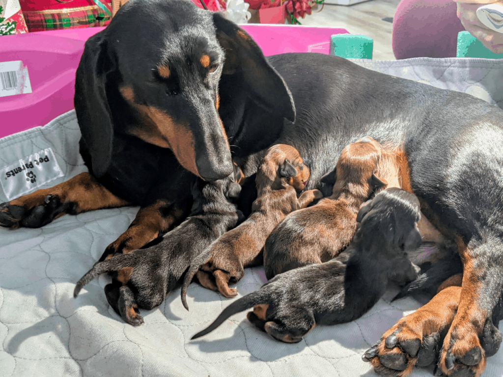 How to Take Care of Newborn Dachshund Babies