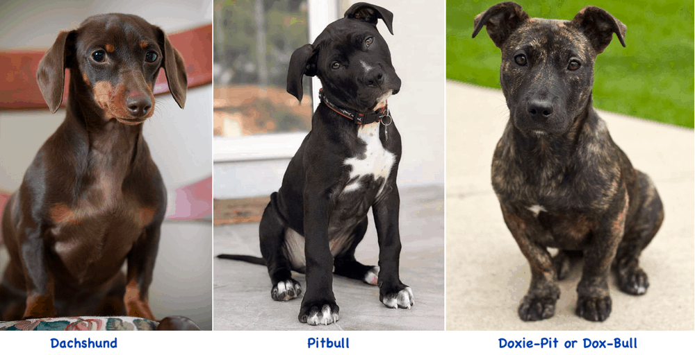 Pitbull Dachshund Mix